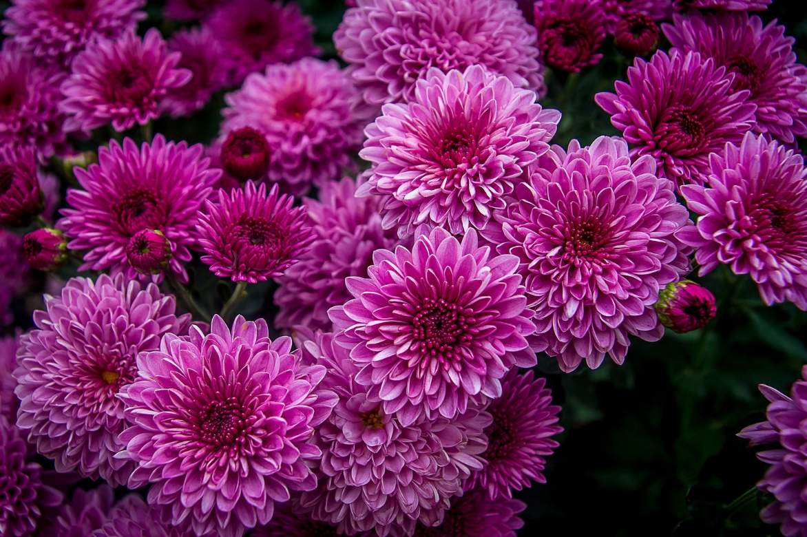 Chrysanth me Plantation Entretien Taille Promesse De Fleurs