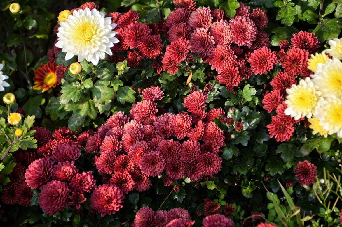 Chrysanthemum rouge