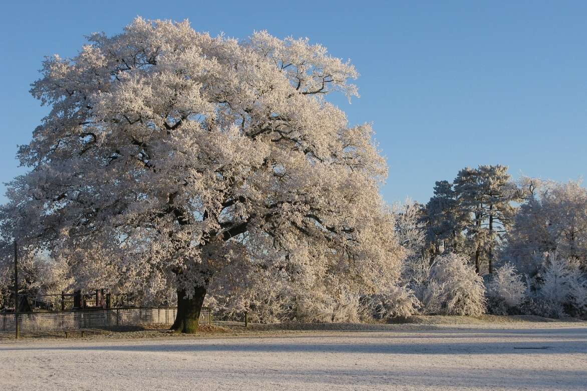 Quercus en hiver