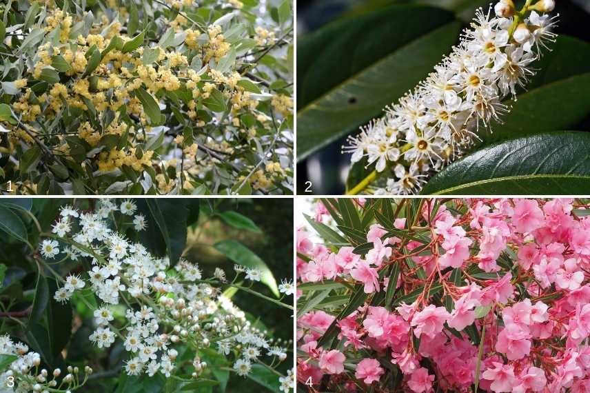 Différentes fleurs de lauriers