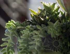 8 compositions florales pour le cimetière