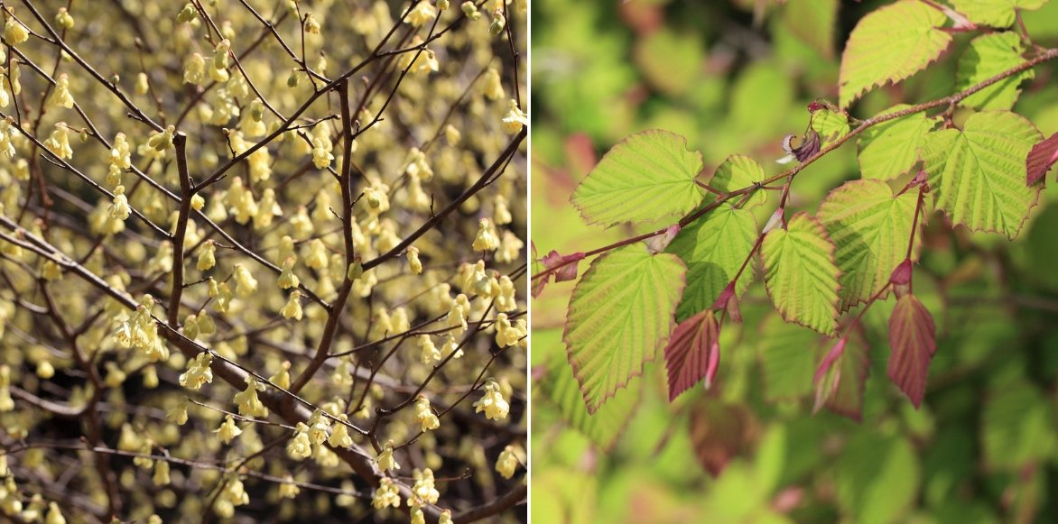 Fleurs et feuilles du faux noisetier