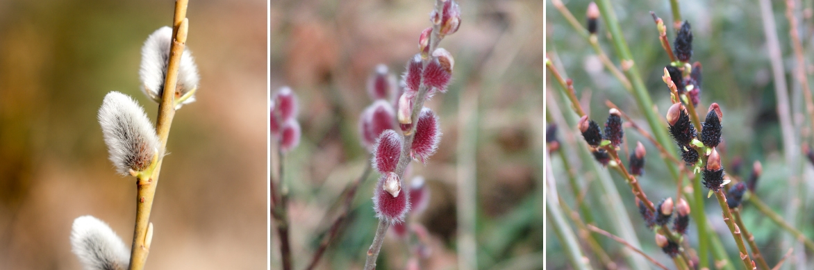 fleurs de saule