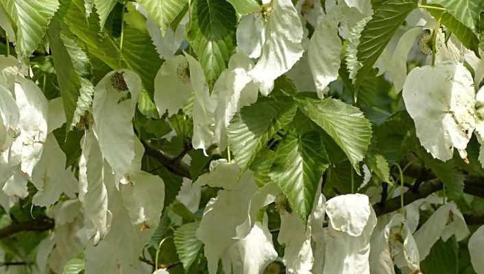 Arbre aux mouchoirs, Davidia : planter, tailler, entretenir