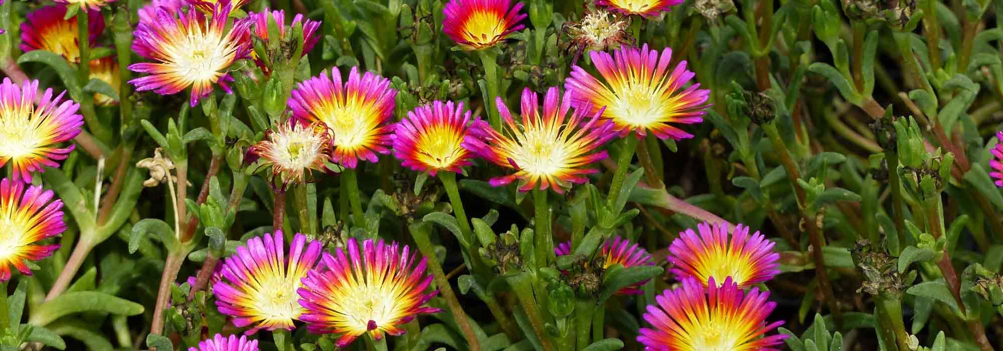 Delosperma, pourpier vivace : planter et cultiver