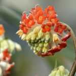 Edgeworthia chrysantha, Buisson à papier : planter et entretenir