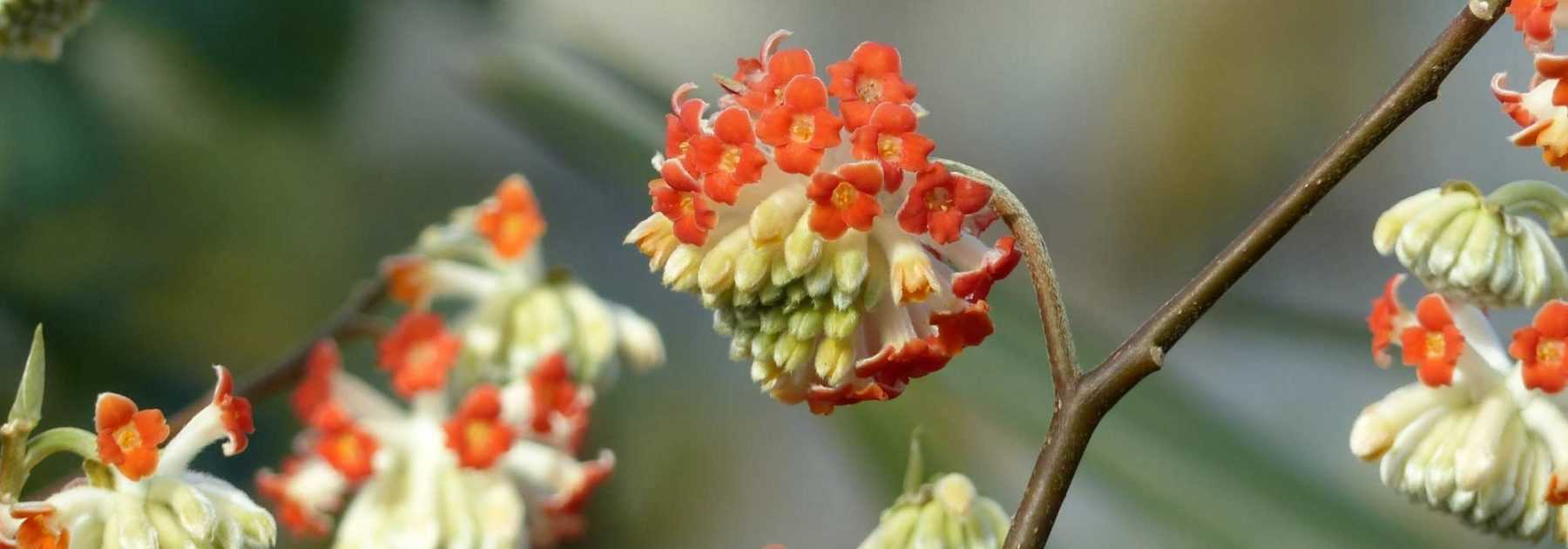 Edgeworthia chrysantha, Buisson à papier : planter et entretenir