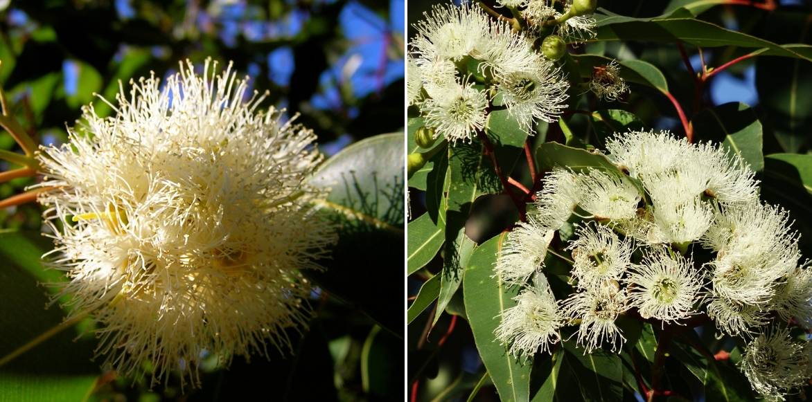 Fleurs d'Eucalyptus