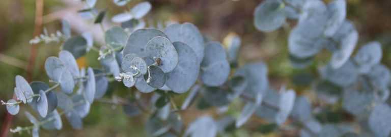 Eucalyptus gunnii France Bleu® Rengun- Gommier cidre - Eucalyptus
