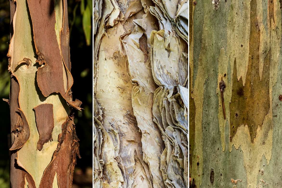 Eucalyptus écorces