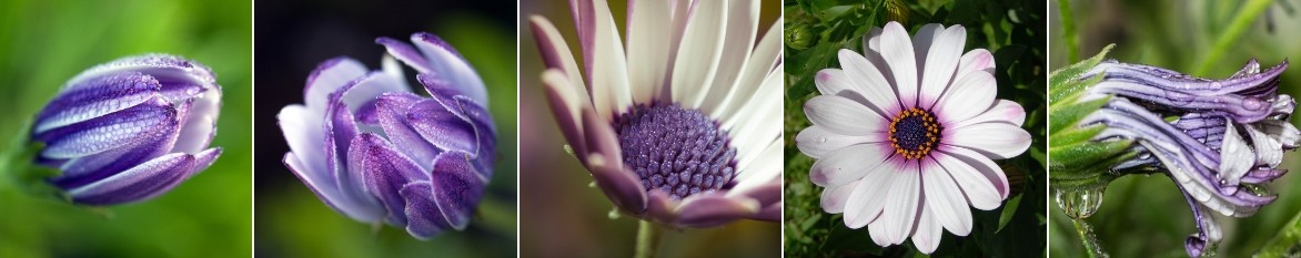 Osteospermum