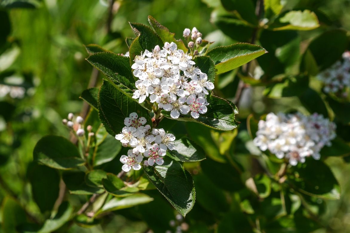 Inflorescences d'aronia