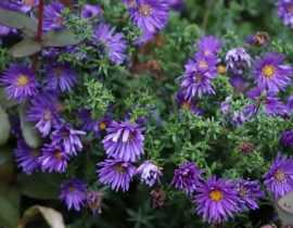 Fleurs d'automne, les plus jolies espèces et variétés de mon jardin