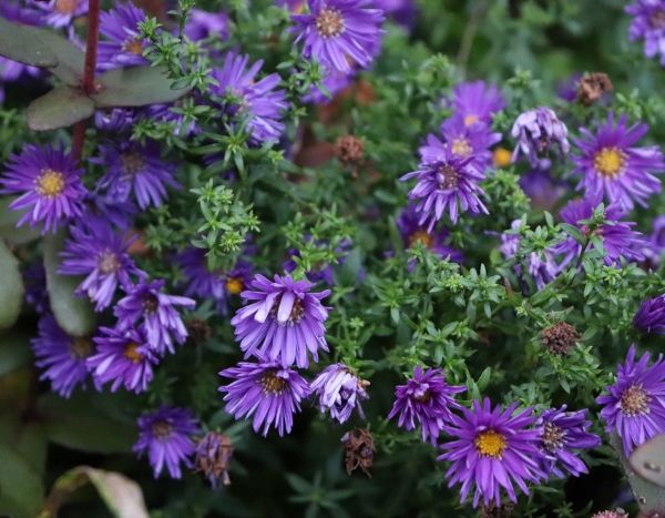 Fleurs d'automne, les plus jolies espèces et variétés de mon jardin