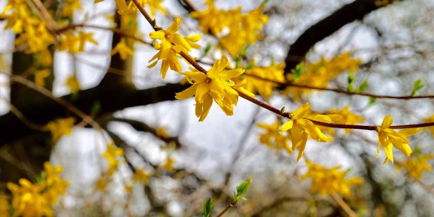 La floraison jaune du Forsythia