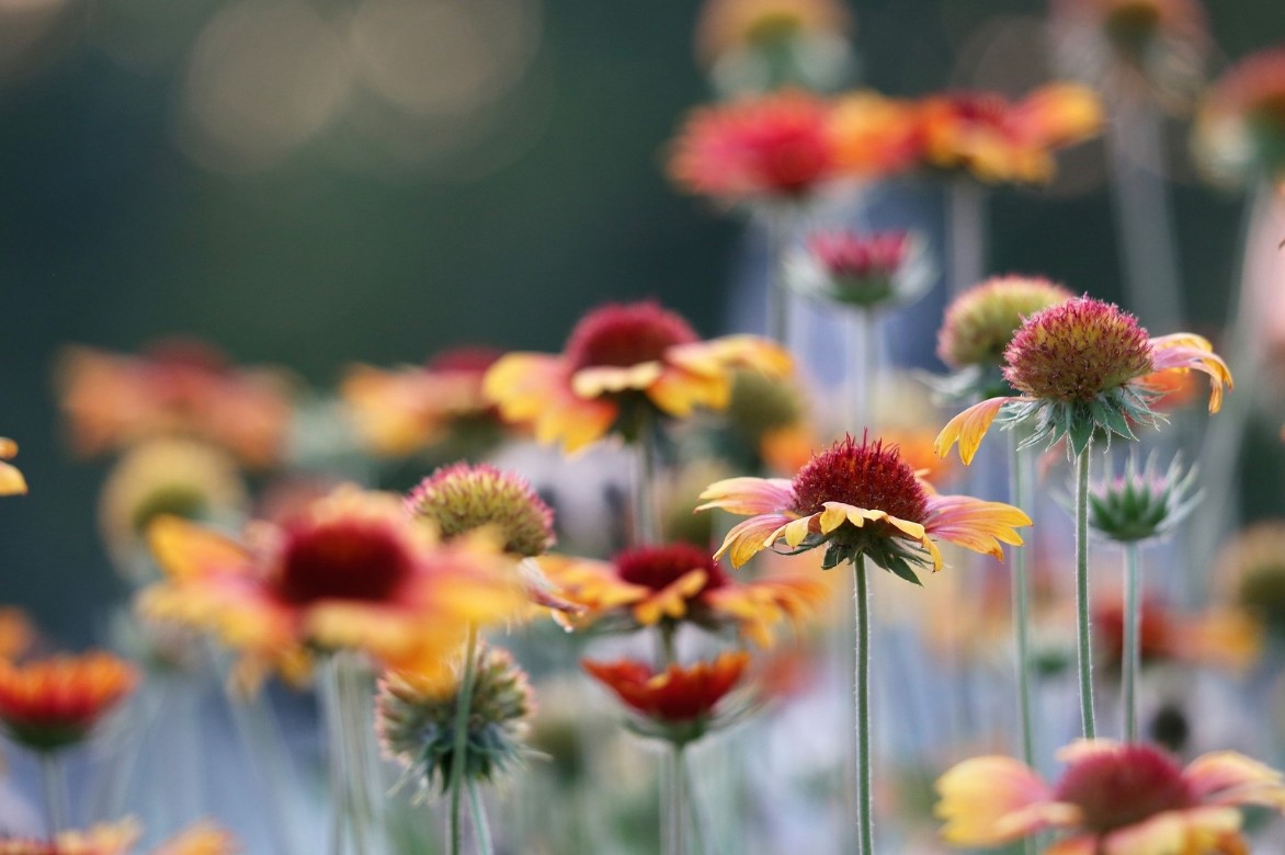 Gaillardia