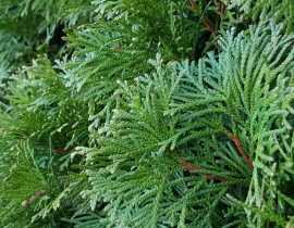 Haie à croissance rapide : 10 arbres et arbustes qui poussent vite