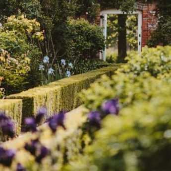 Haies persistantes, des arbustes pour tous les styles de jardin