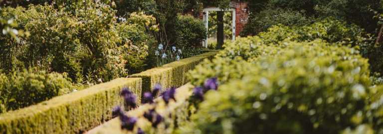 Haies persistantes, des arbustes pour tous les styles de jardin