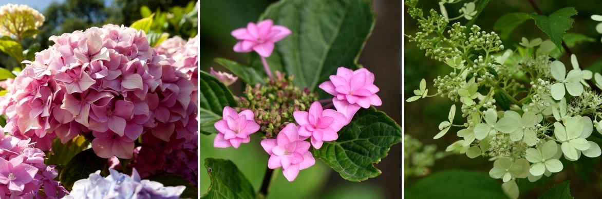 Hortensia, fleurs