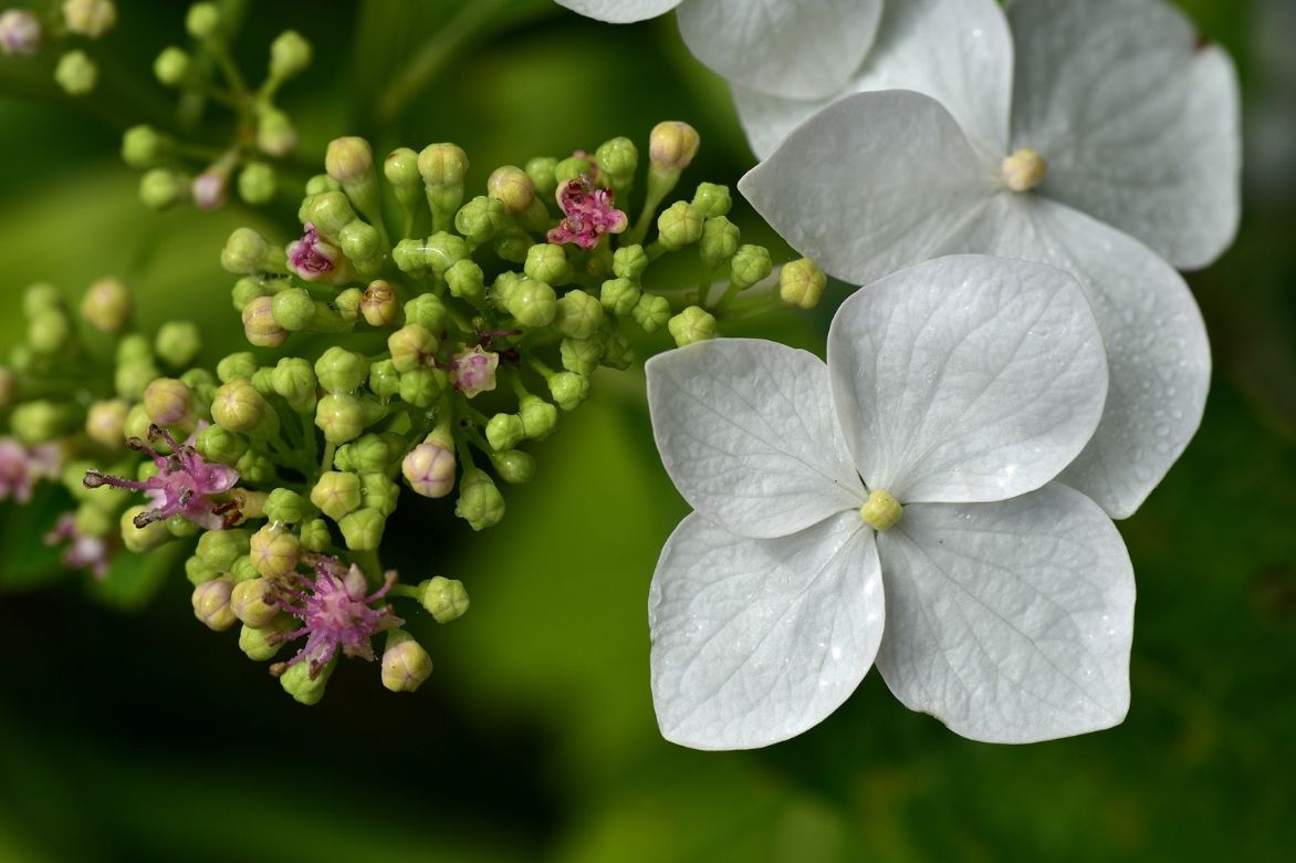 Hydrangea fleur plate