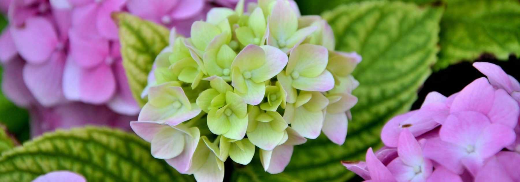 Hortensias : planter, tailler et entretenir