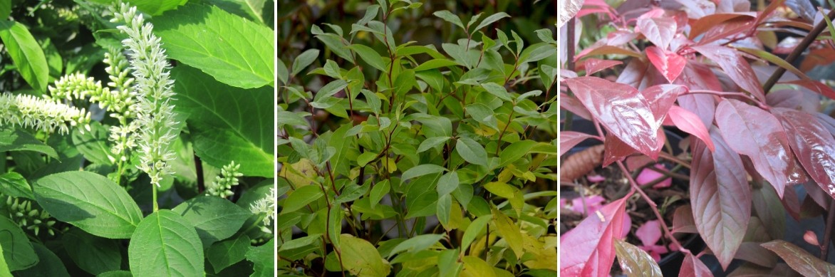 Itea virginica