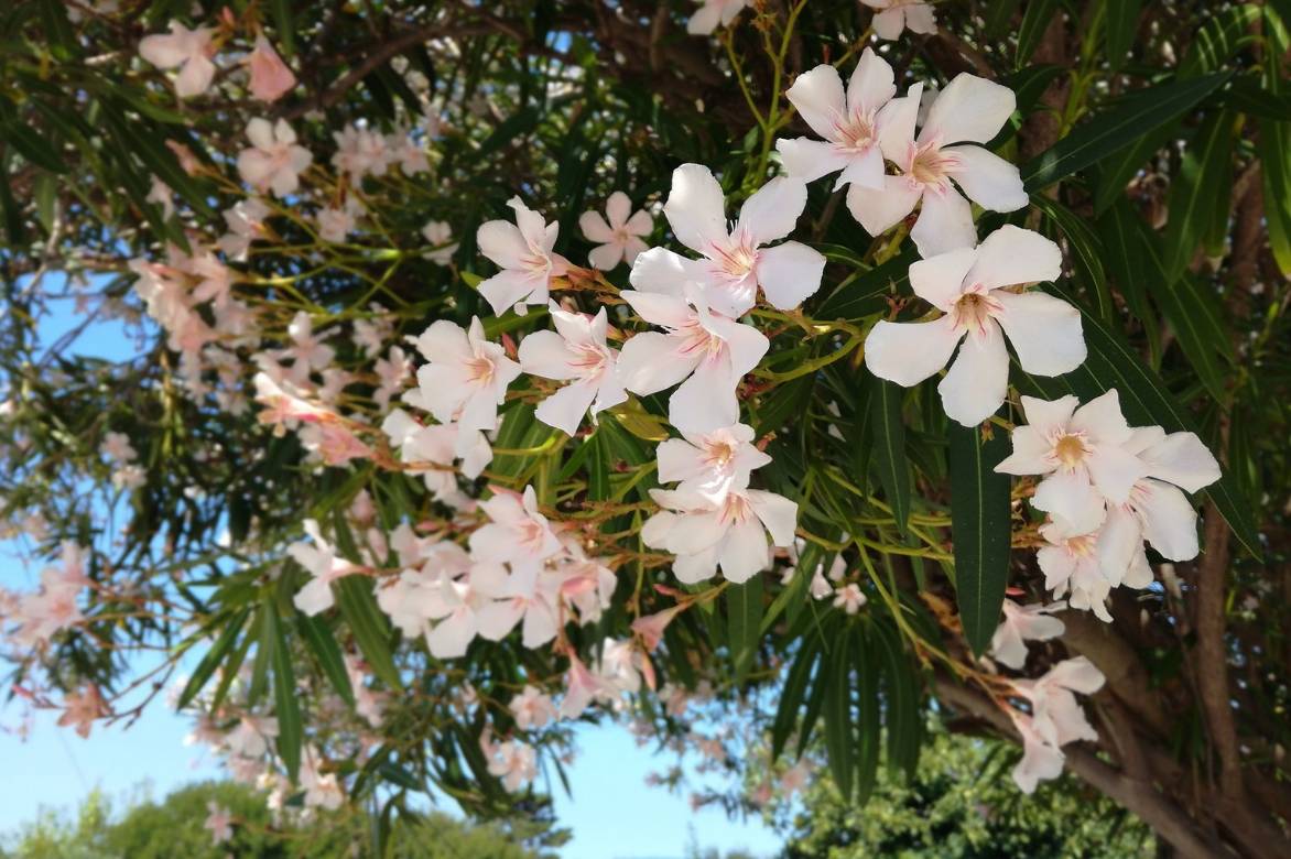 Nerium oleander arbre