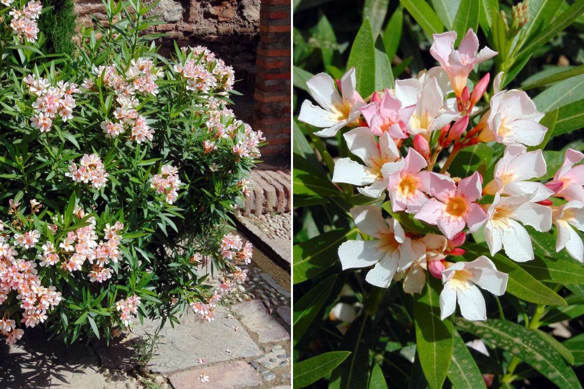 Nerium oleander en pot