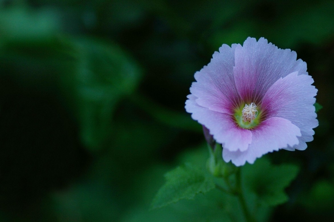 Lavatera trimestris