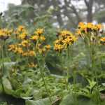 Ligularia, ligulaire : planter, cultiver et entretenir