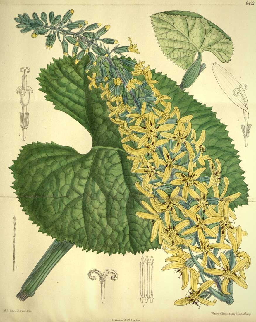 Planche botanique représentant la ligulaire stenocephala