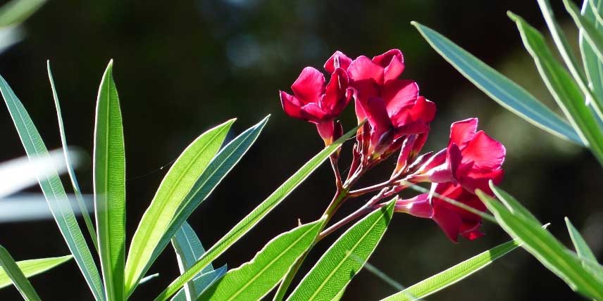 Le laurier-rose, un arbuste facile à bouturer