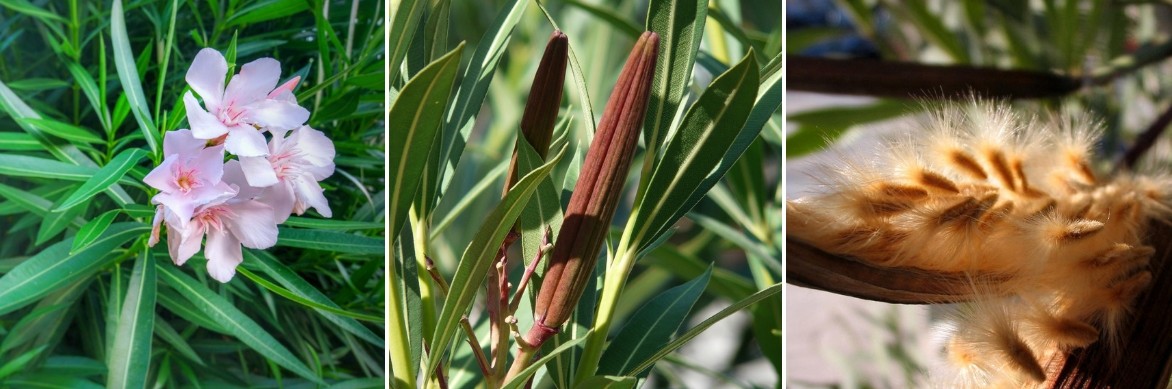 Nerium oleander