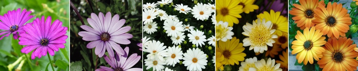 Osteospermum