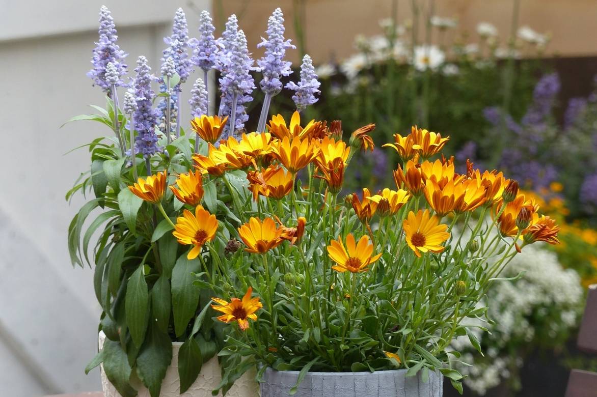 Osteospermum en pot