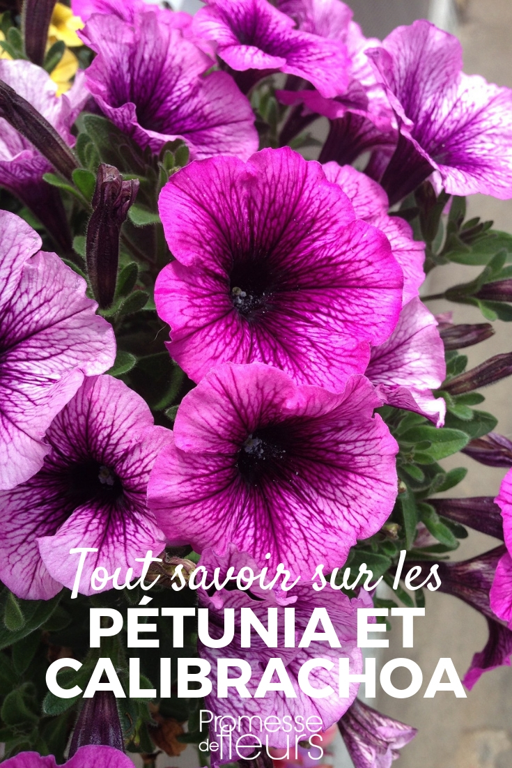 petunia, surfinia, calibrachoa : semis, plantation, culture