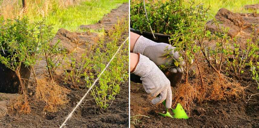 Planter une haie en racines nues