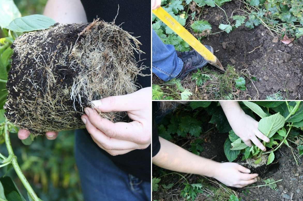 Planter un hortensia