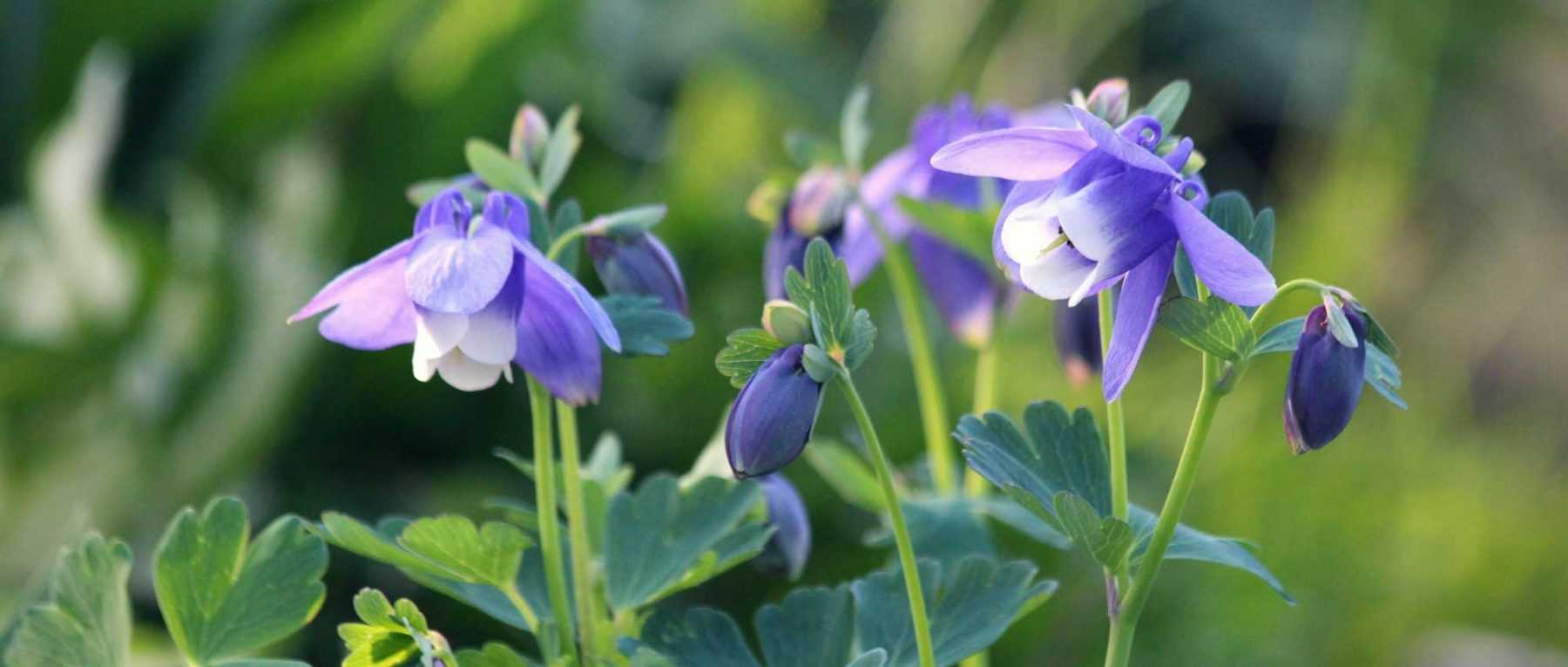 10 fleurs vivaces très faciles à semer