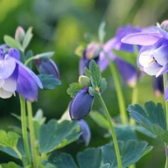 10 fleurs vivaces très faciles à semer