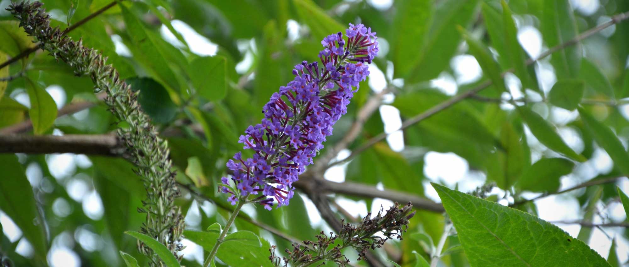 Bouturage : 15 arbustes et vivaces très faciles à multiplier - Blog  Promesse de fleurs