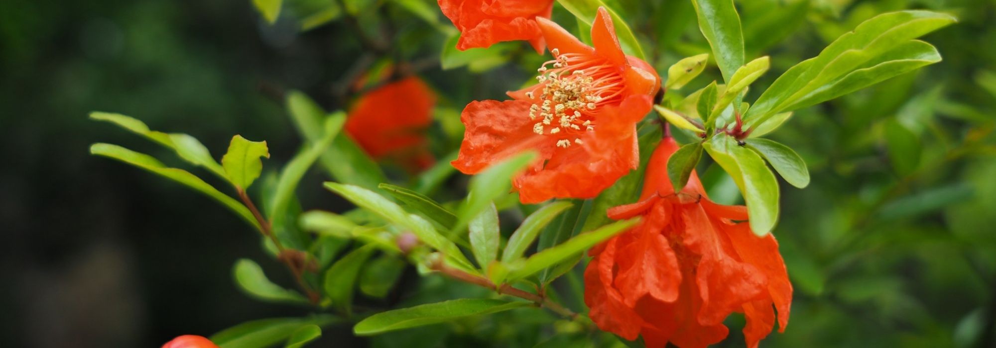 Grenadier à fleurs : planter, tailler et entretenir