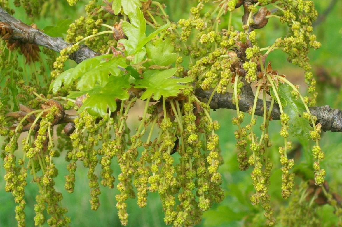 inflorescences du chêne