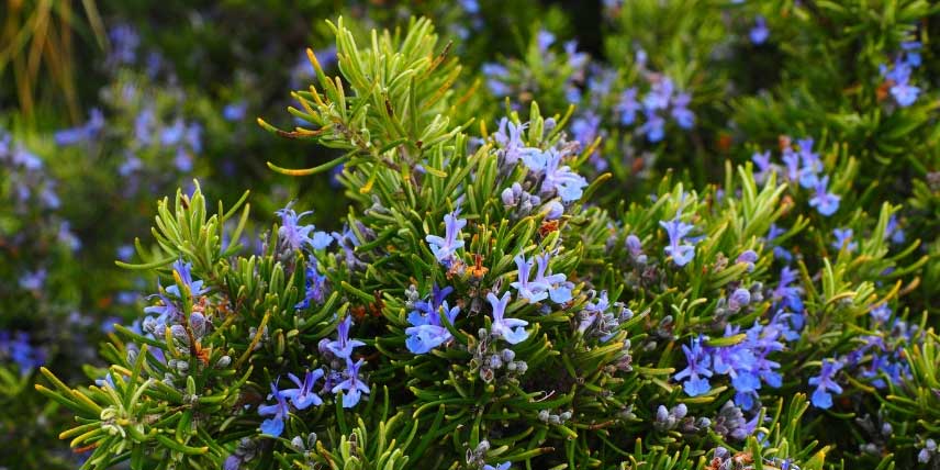 Bouturage : 15 arbustes et vivaces très faciles à multiplier