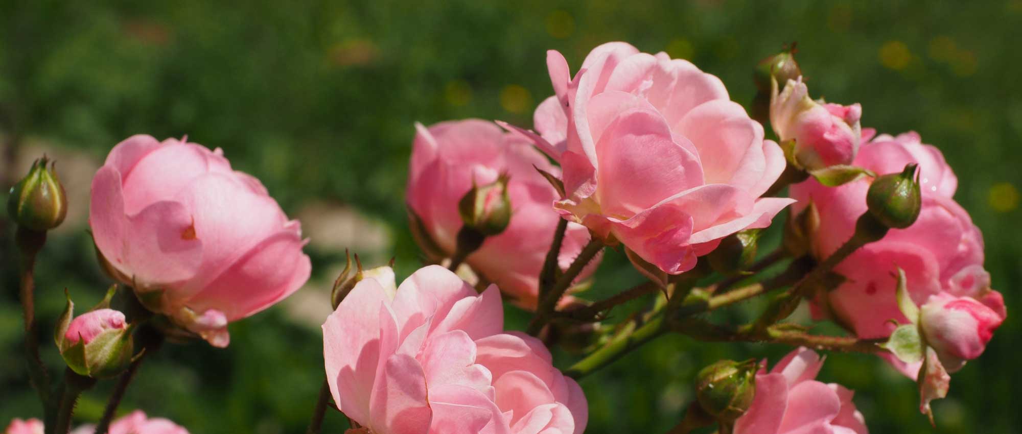 Guide des variétés de rosiers buisson