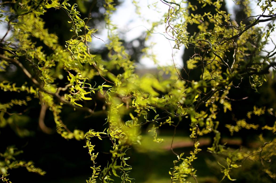 Salix erythroflexuosa