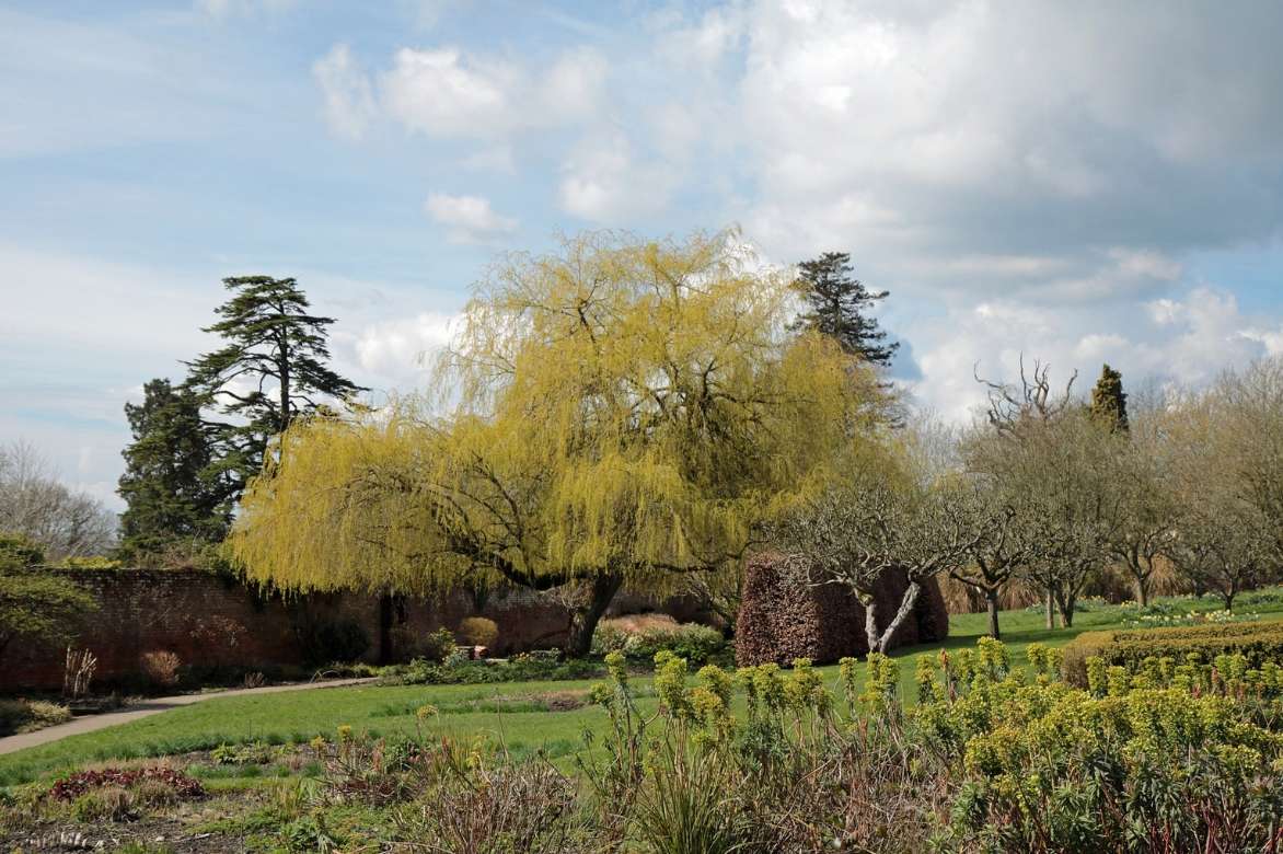 Salix alba Tristis