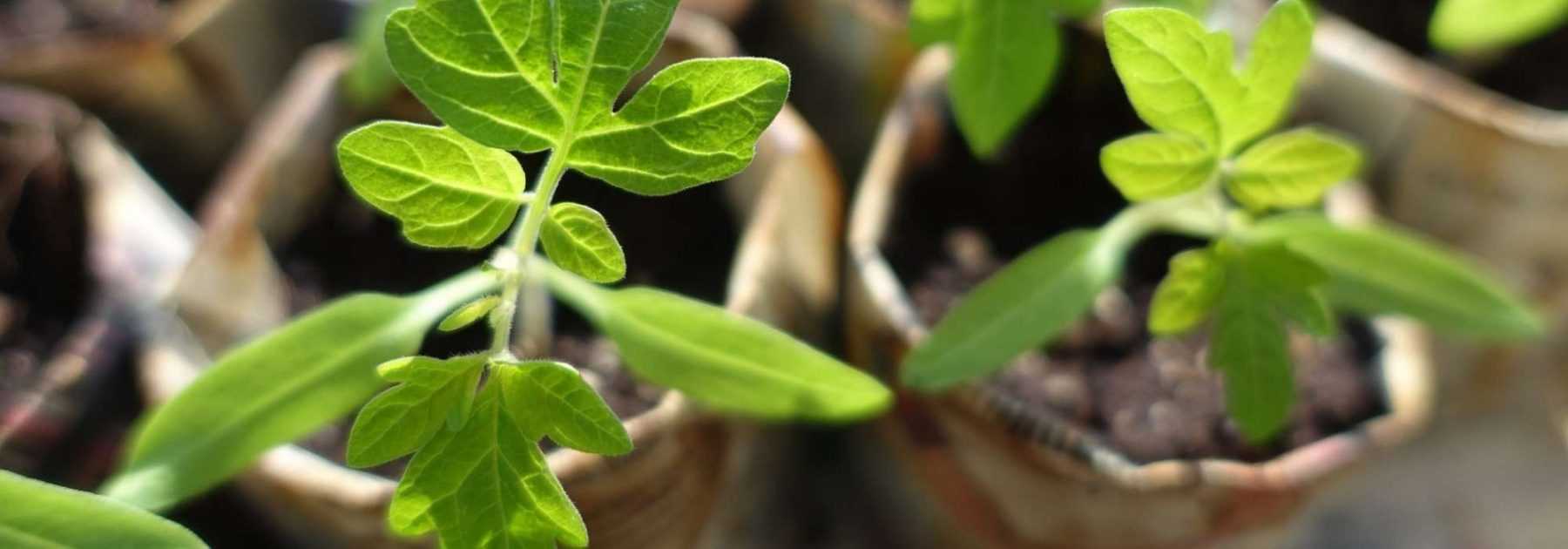 Flacon pulvérisateur plantes - Nos accessoires pour vos bouquets de fleurs  et plantes vertes