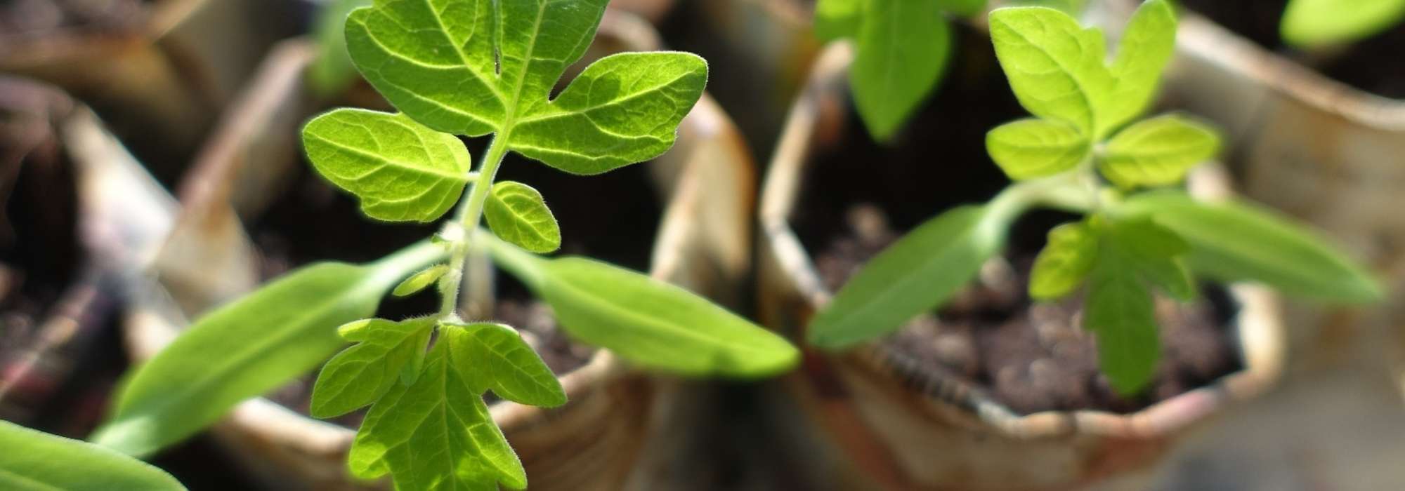 Troc ou bourse aux plantes : nos conseils pour s'organiser